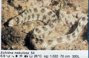 Echidna nebulosa